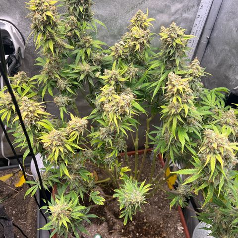 Pink Panama x chemdogging righty  growlog timeline photo