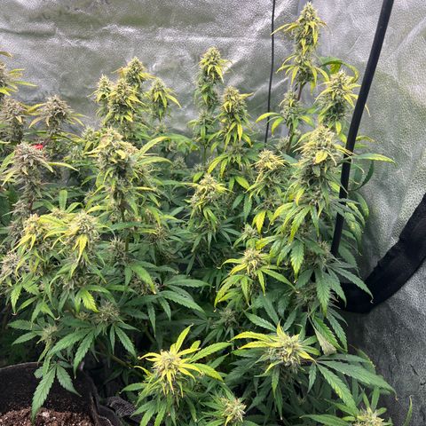 (Sour Stomper xFantasmo Express)Ripleys OG growlog timeline photo