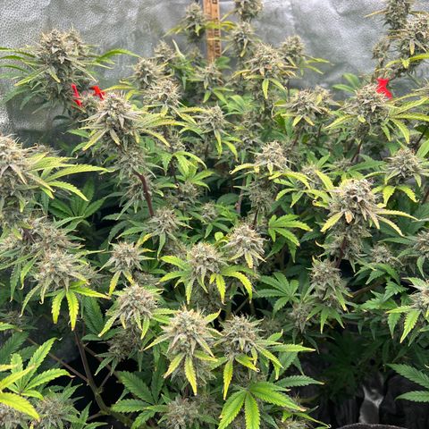 Mephisto’s Grape Crush Left growlog timeline photo