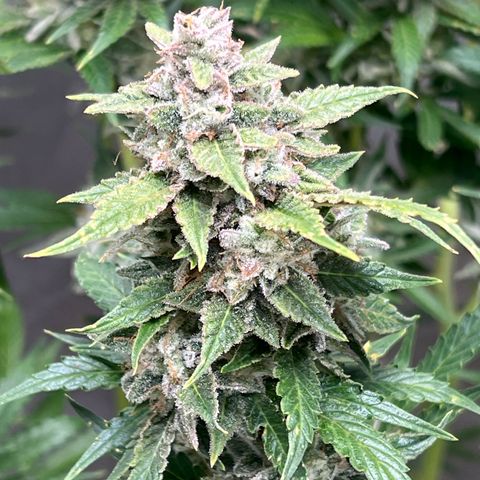 Pink panama x chemdogging  Lefty growlog timeline photo