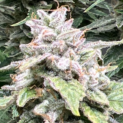 Pink panama x chemdogging  Lefty growlog timeline photo