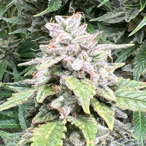 Pink panama x chemdogging  Lefty growlog timeline photo