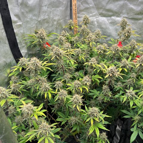Mephisto’s Grape Crush Left growlog timeline photo