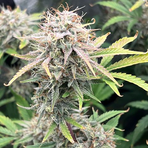 Mephisto’s Grape Crush Left growlog timeline photo