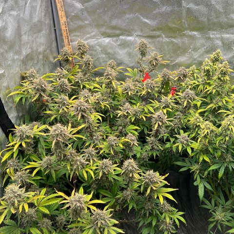 Mephisto’s Grape Crush Left growlog timeline photo
