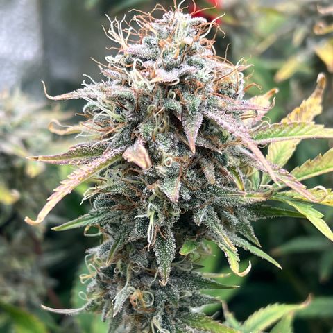 Mephisto’s Grape Crush Left growlog timeline photo