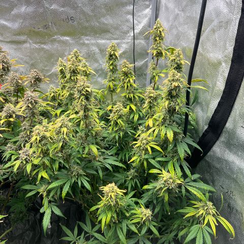 (Sour Stomper xFantasmo Express)Ripleys OG growlog timeline photo