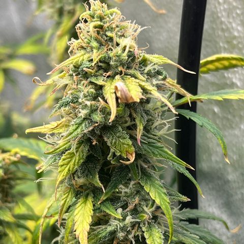 (Sour Stomper xFantasmo Express)Ripleys OG growlog timeline photo