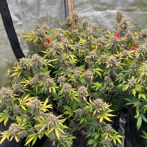 Mephisto’s Grape Crush Left growlog timeline photo