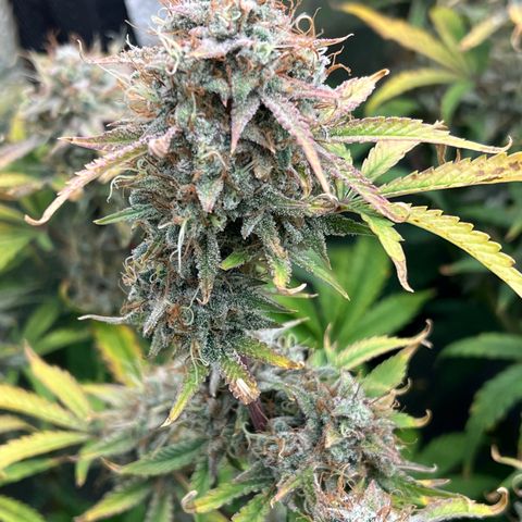 Mephisto’s Grape Crush Left growlog timeline photo