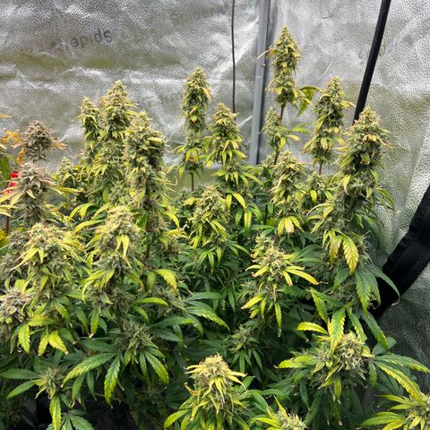 (Sour Stomper xFantasmo Express)Ripleys OG growlog timeline photo
