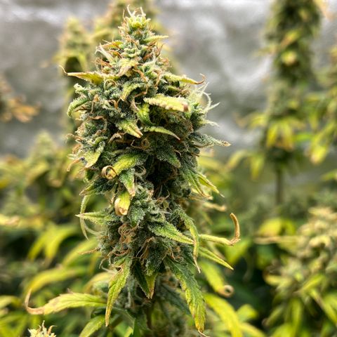 (Sour Stomper xFantasmo Express)Ripleys OG growlog timeline photo