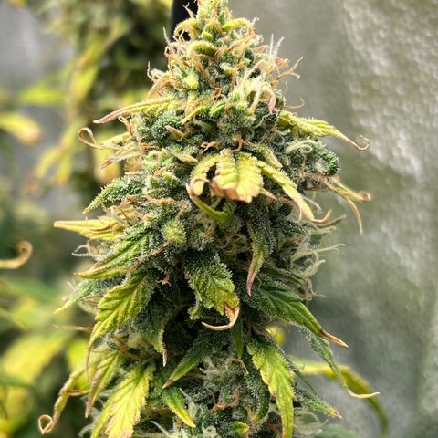 (Sour Stomper xFantasmo Express)Ripleys OG growlog timeline photo