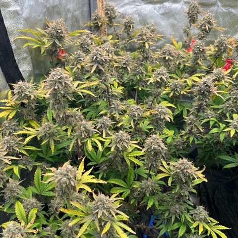 Mephisto’s Grape Crush Left growlog timeline photo