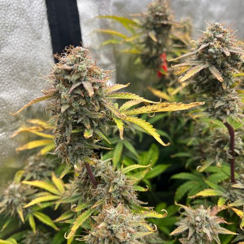 Mephisto’s Grape Crush Left growlog timeline photo