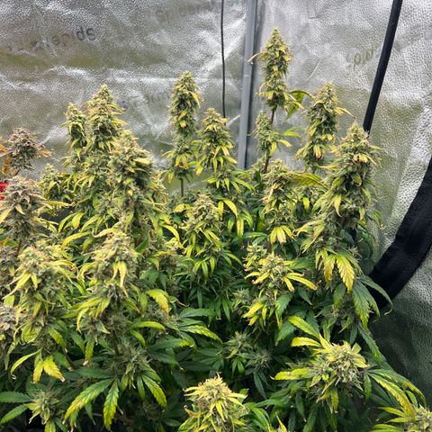 (Sour Stomper xFantasmo Express)Ripleys OG growlog timeline photo