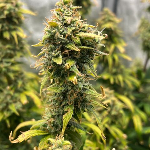 (Sour Stomper xFantasmo Express)Ripleys OG growlog timeline photo