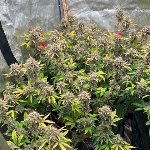 Mephisto’s Grape Crush Left growlog timeline photo