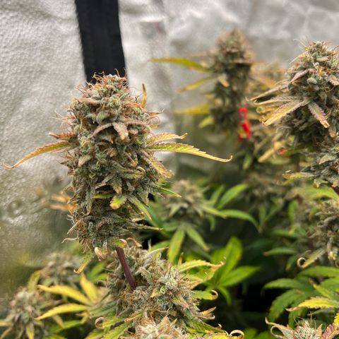 Mephisto’s Grape Crush Left growlog timeline photo