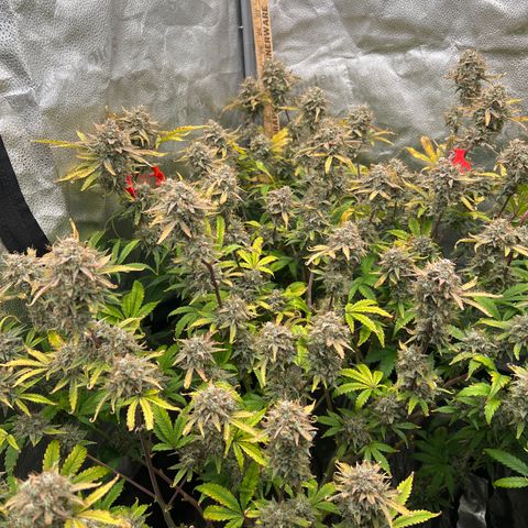 Mephisto’s Grape Crush Left growlog timeline photo