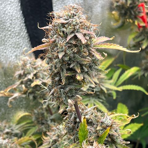 Mephisto’s Grape Crush Left growlog timeline photo