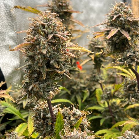 Mephisto’s Grape Crush Left growlog timeline photo