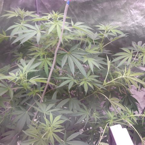 Black Widdow growlog timeline photo