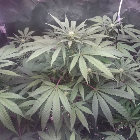 Black Widdow growlog timeline photo