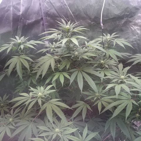 Black Widdow growlog timeline photo