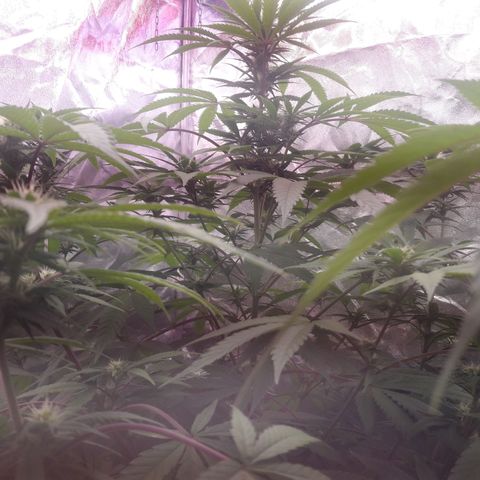 Black Widdow growlog timeline photo