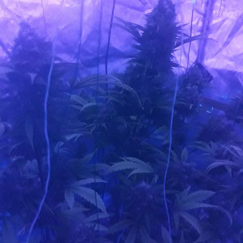 Black Widdow growlog timeline photo