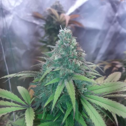 Black Widdow growlog timeline photo