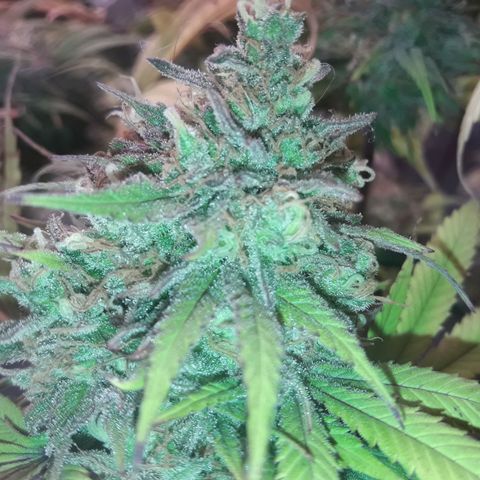 Black Widdow growlog timeline photo