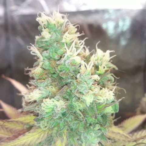 Black Widdow growlog timeline photo
