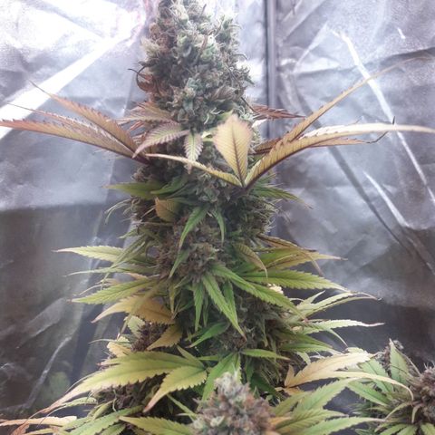 Black Widdow growlog timeline photo