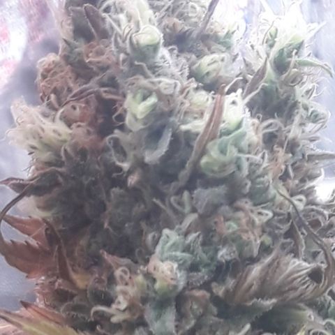 Black Widdow growlog timeline photo