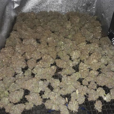 Black Widdow growlog timeline photo