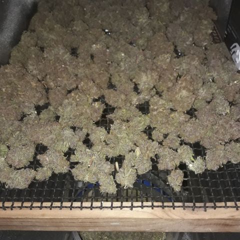 Black Widdow growlog timeline photo