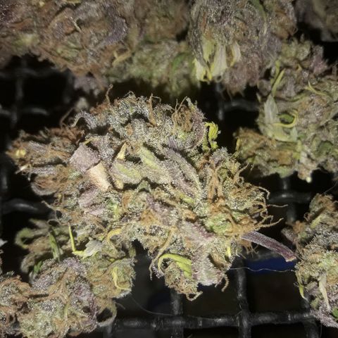 Black Widdow growlog timeline photo