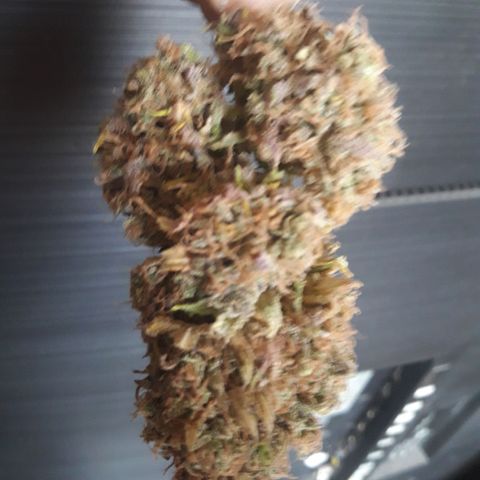 Black Widdow growlog timeline photo