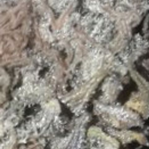Black Widdow growlog timeline photo