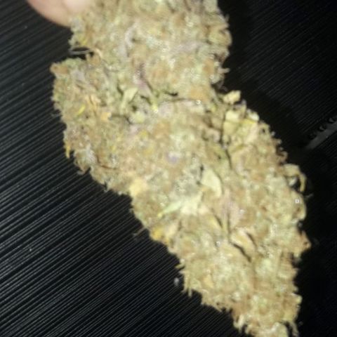 Black Widdow growlog timeline photo