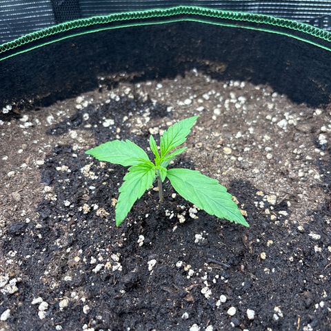Jack 47 Auto 1 growlog timeline photo