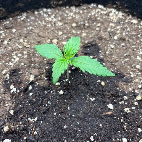 Jack 47 Auto 2 growlog timeline photo