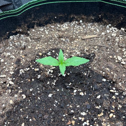 Mix 4 growlog timeline photo