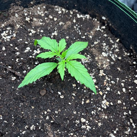 Jack 47 Auto 1 growlog timeline photo