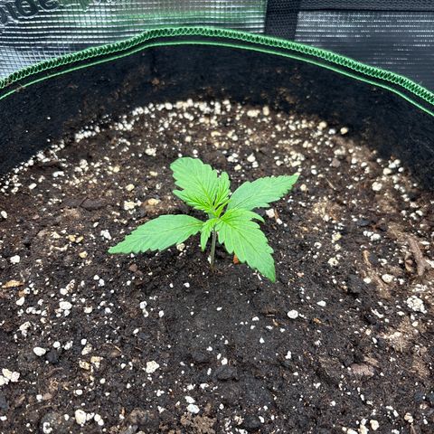 Jack 47 Auto 2 growlog timeline photo