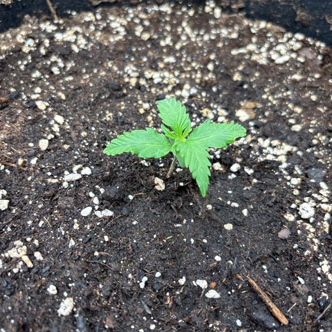 Mix 4 growlog timeline photo