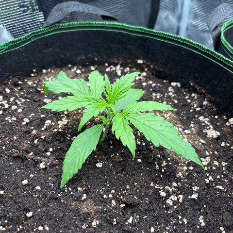 Jack 47 Auto 1 growlog timeline photo
