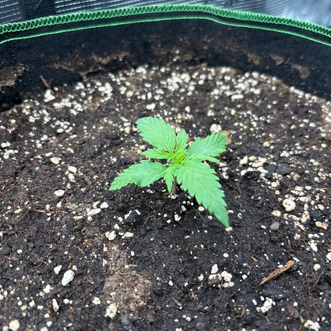 Mix 4 growlog timeline photo